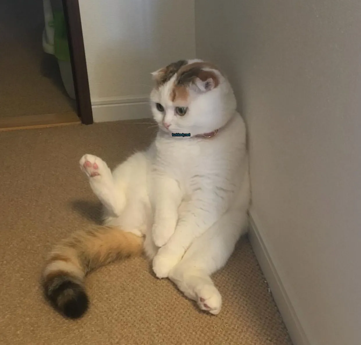 Kedi #3847