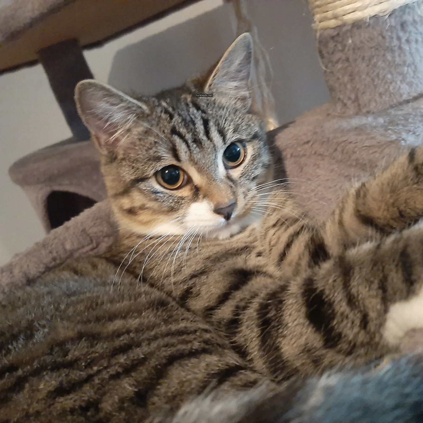 Kedi #3849