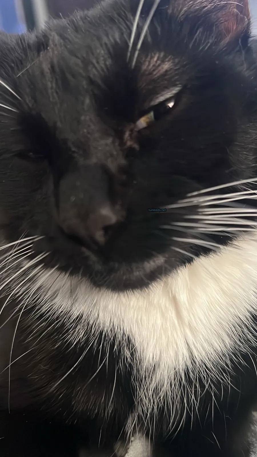 Kedi #3850