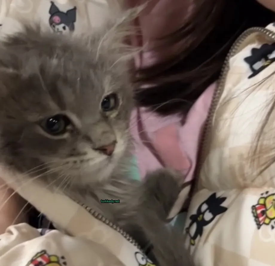 Kedi #3851