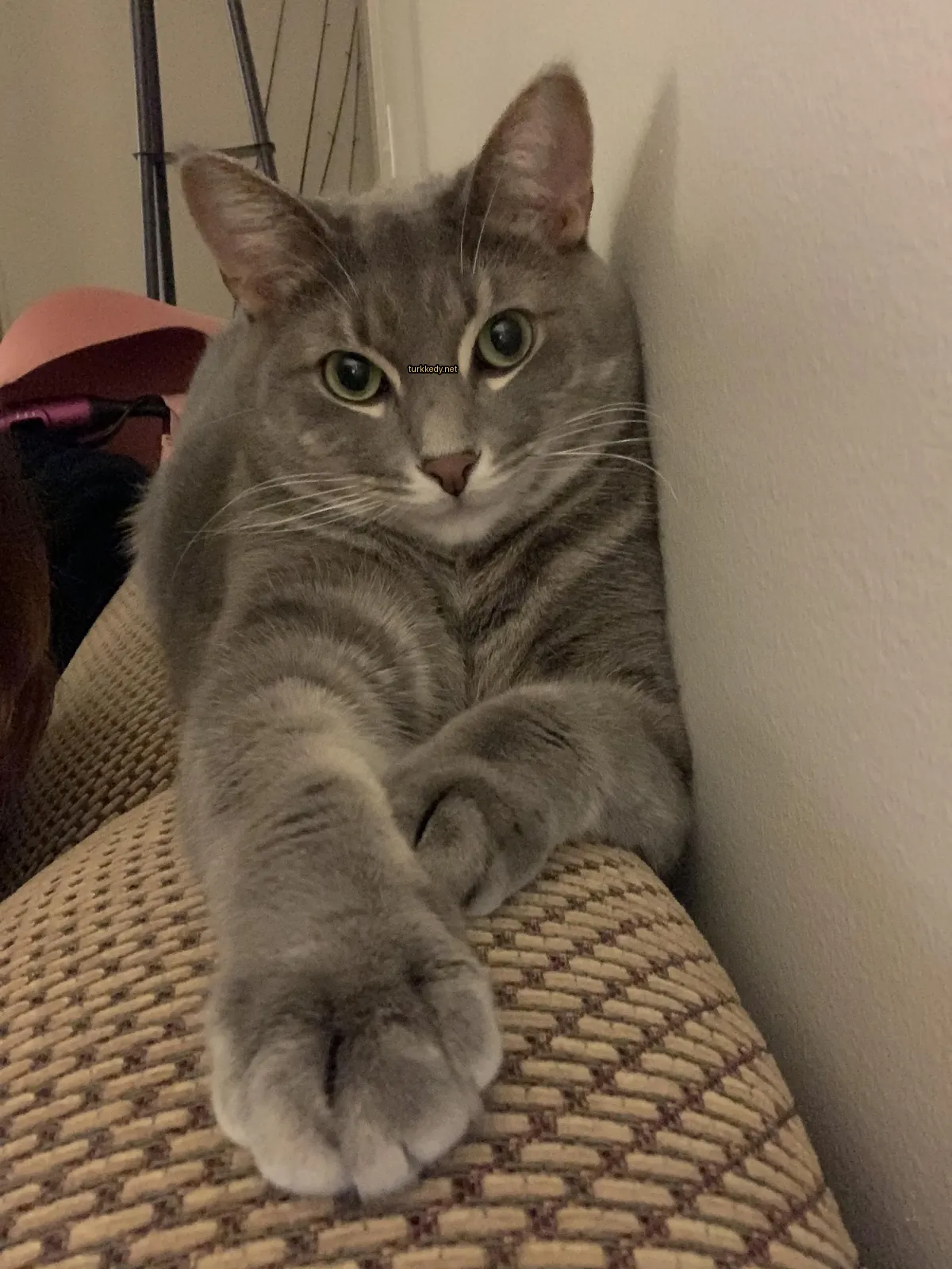 Kedi #3852