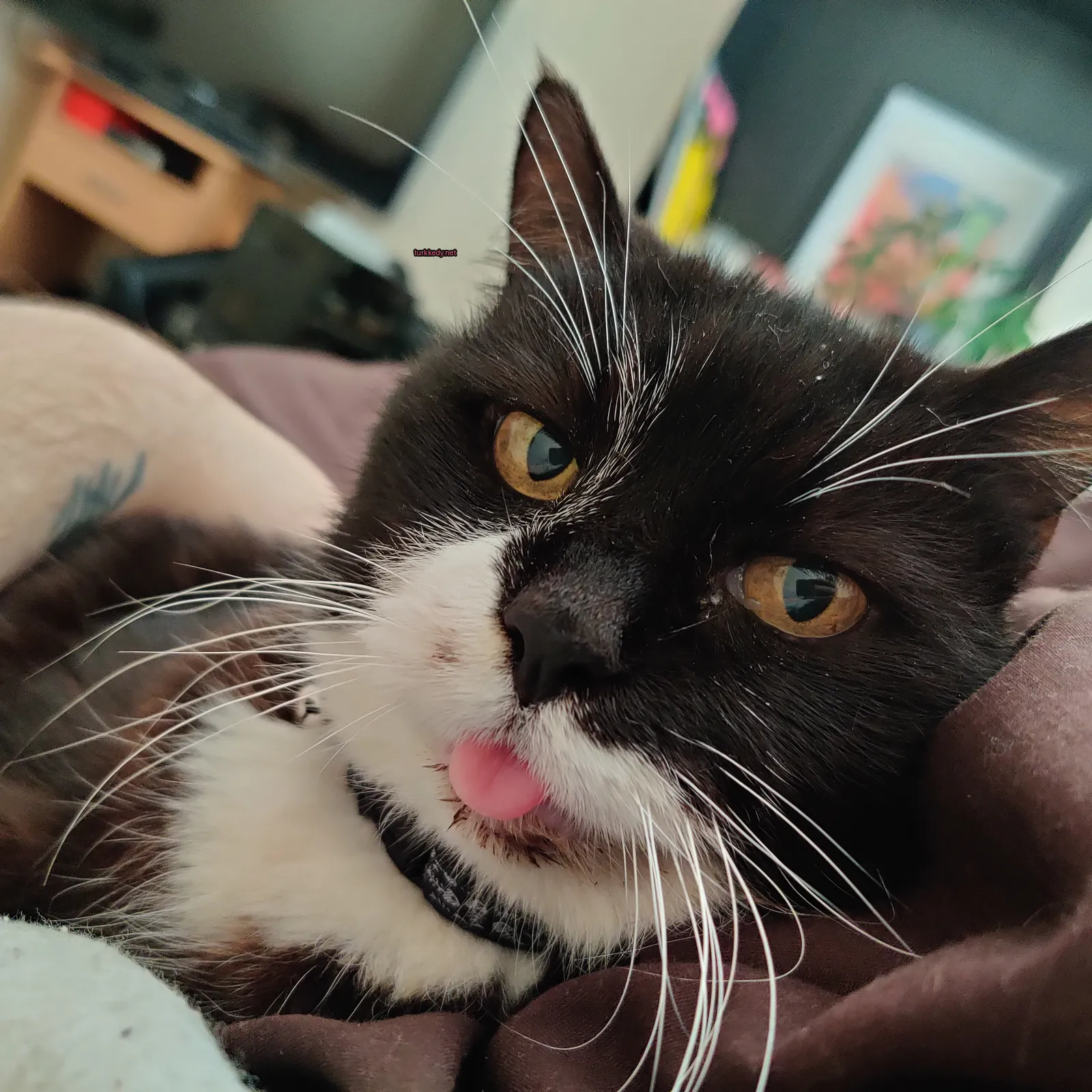 Kedi #3853