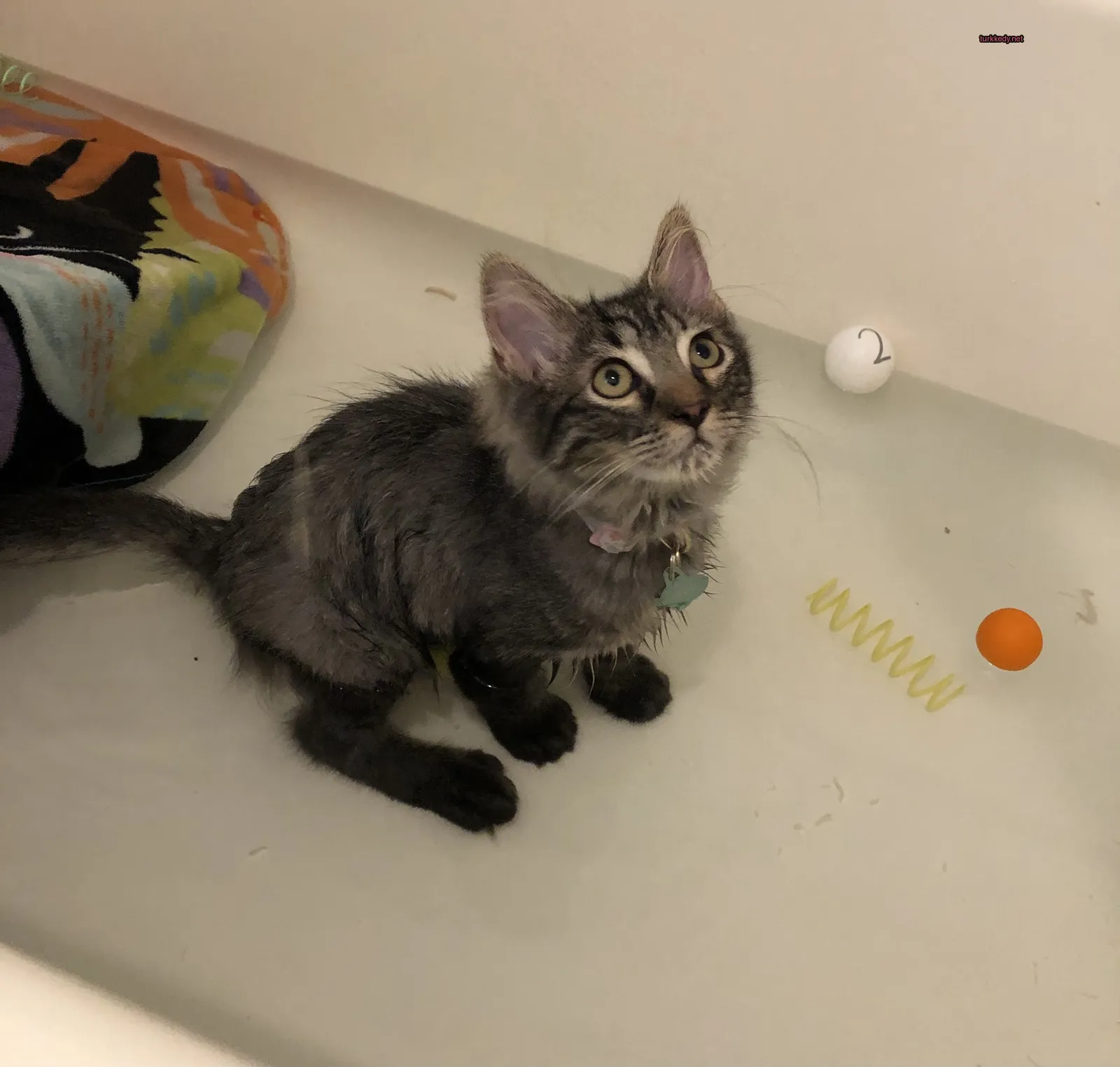Kedi #3854