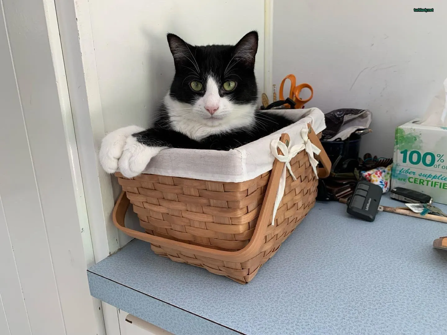 Kedi #3855