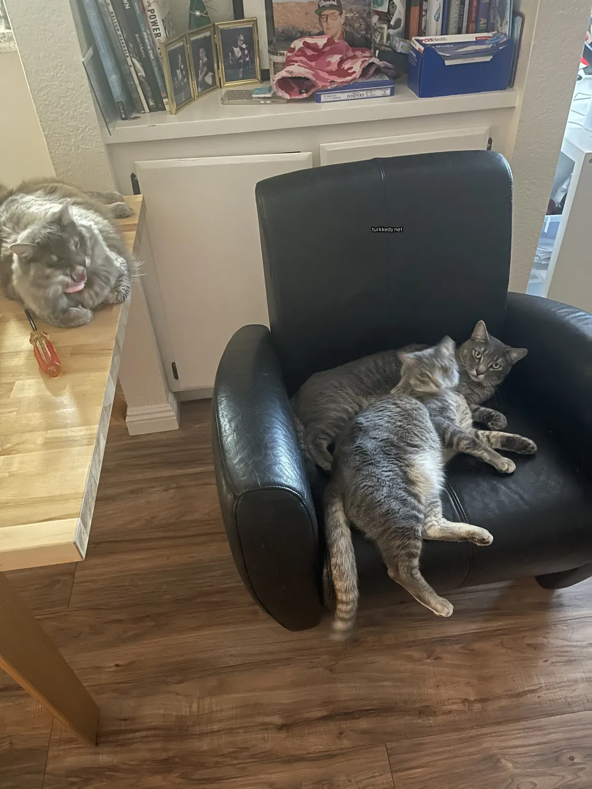 Kedi fotoğrafı #3856