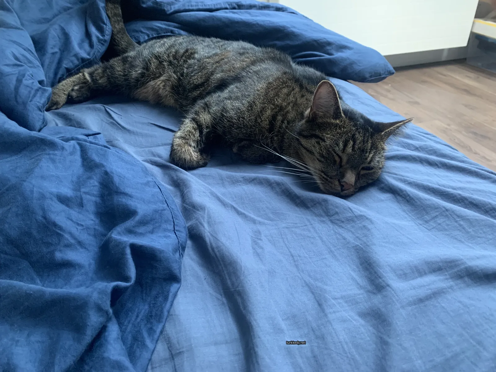 Kedi #3857