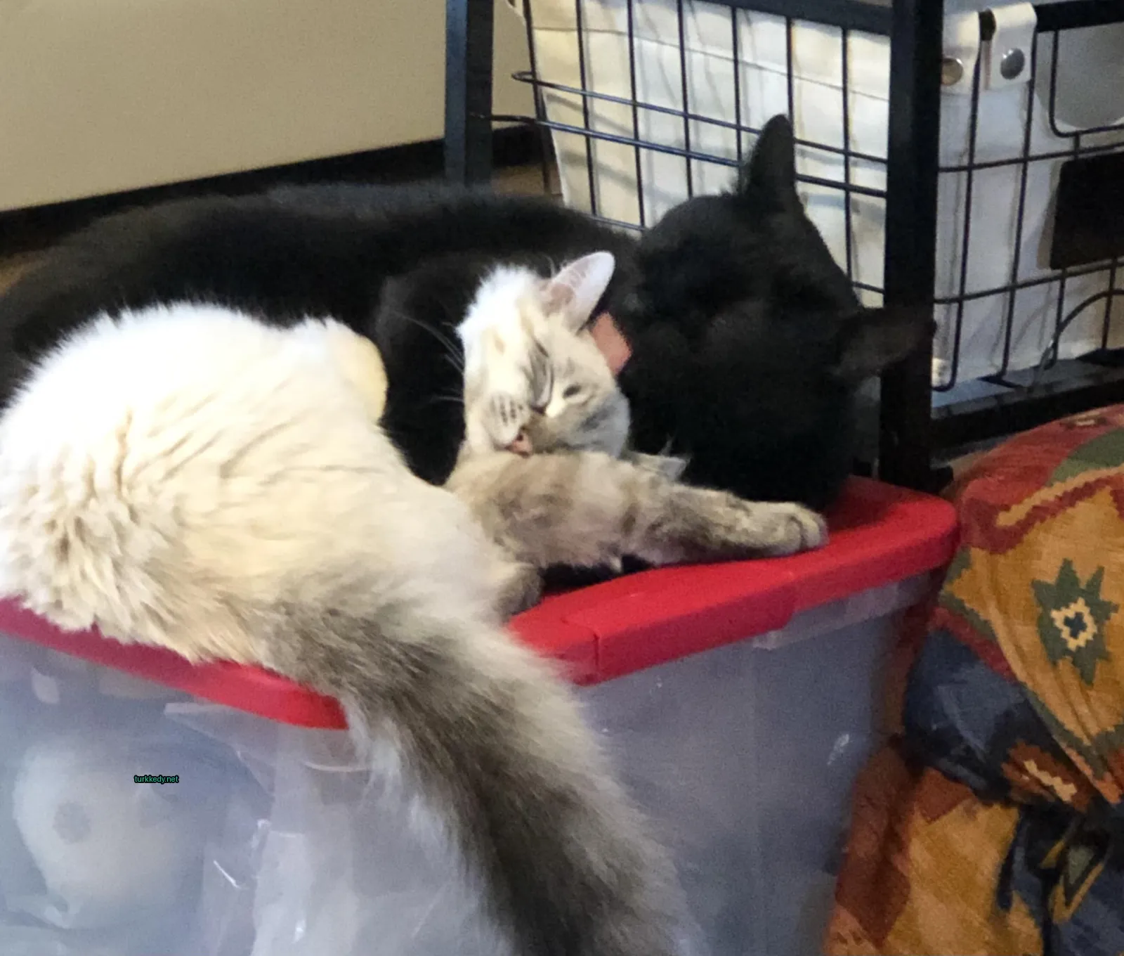 Kedi #3858