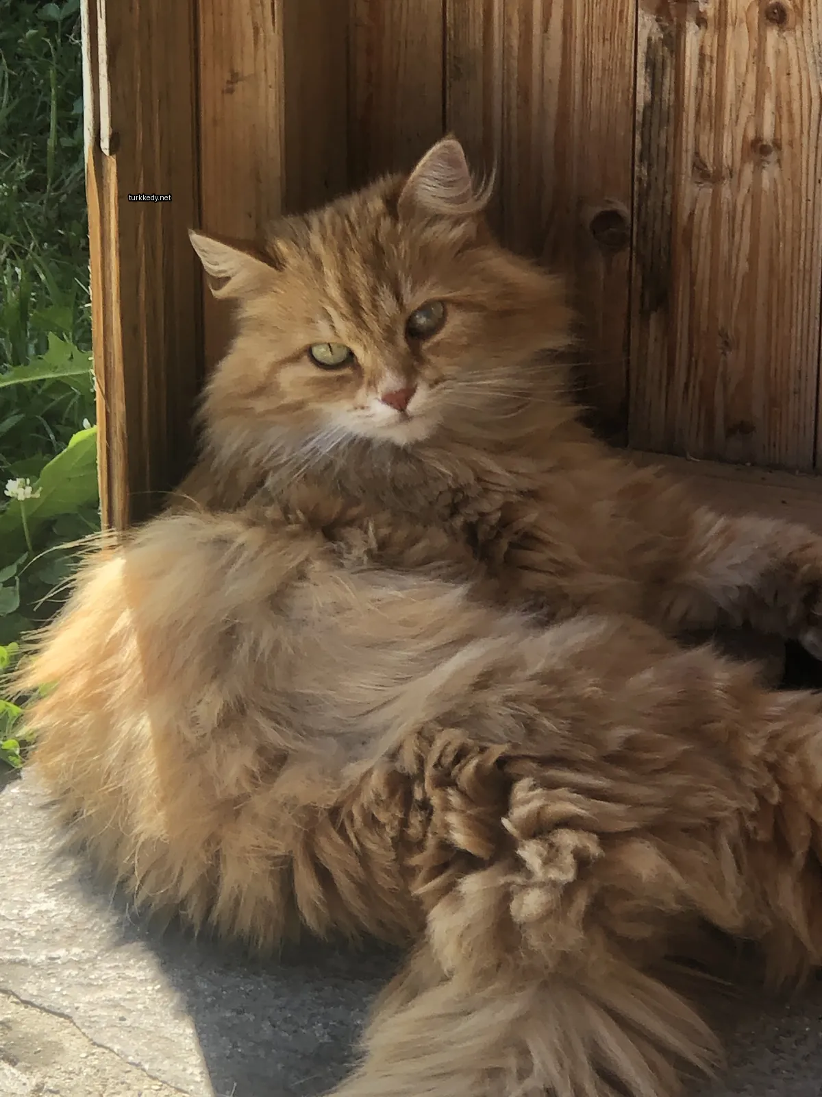 Kedi #3859