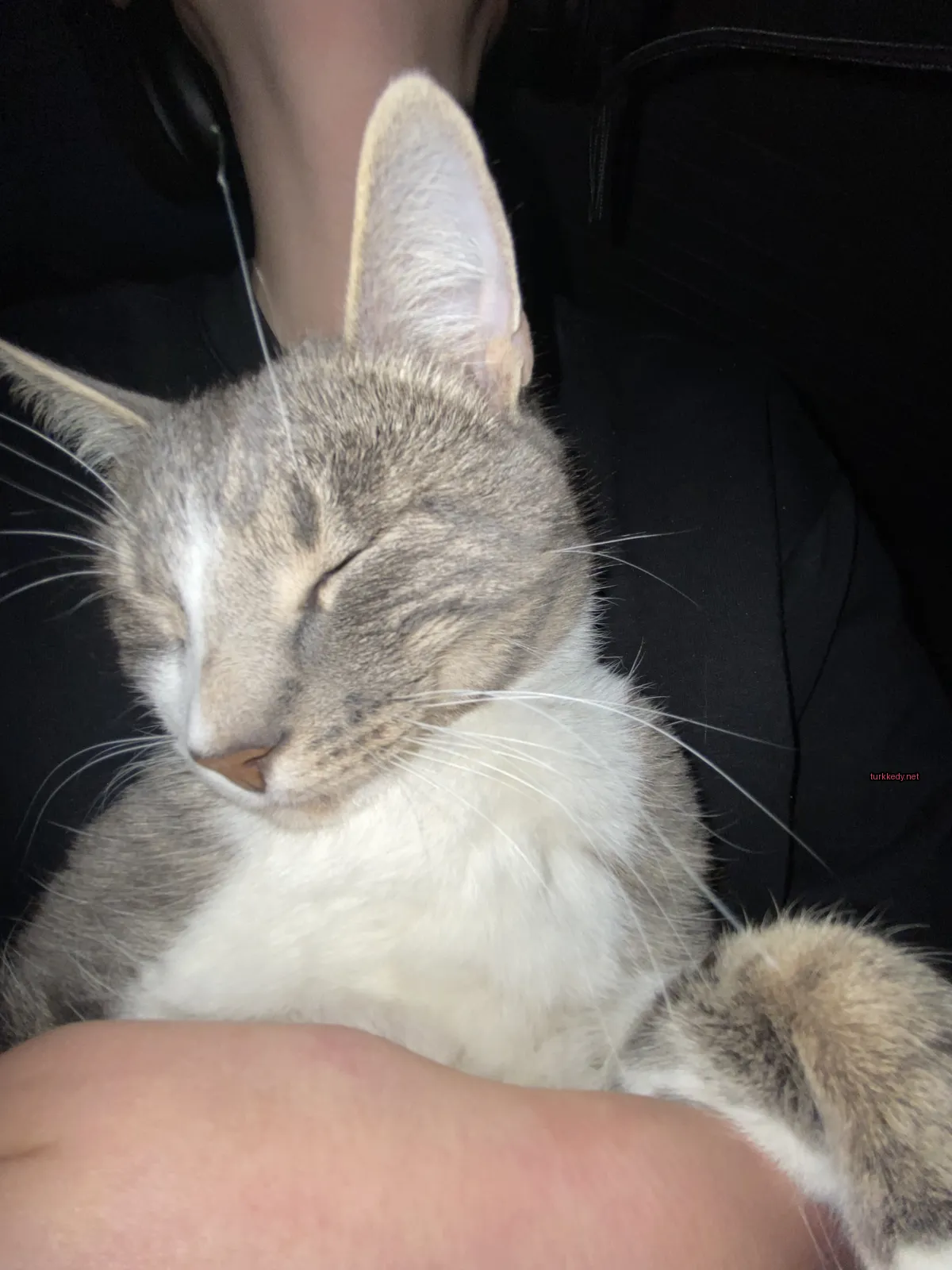 Kedi #3860