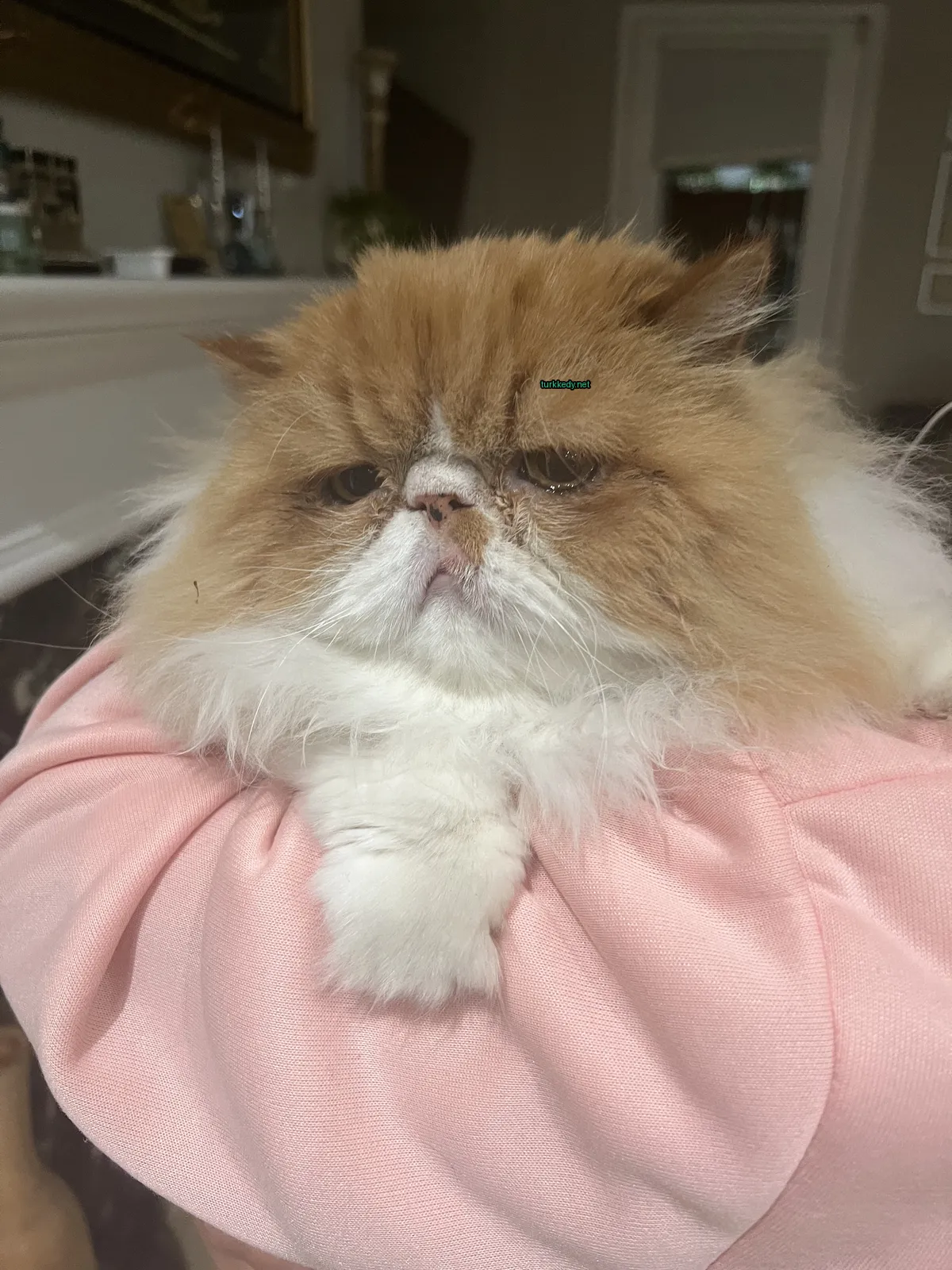 Kedi #3862
