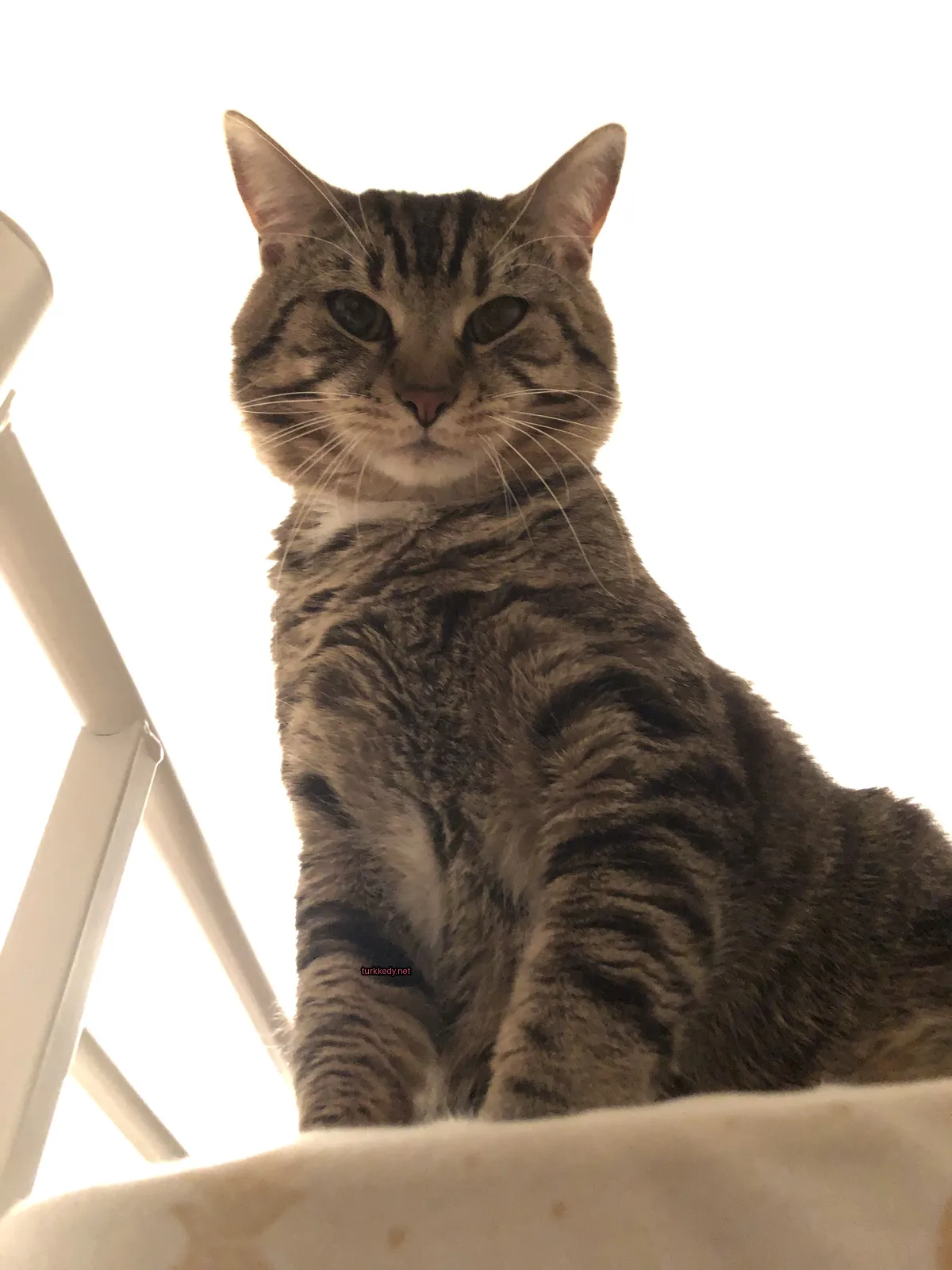 Kedi #3861
