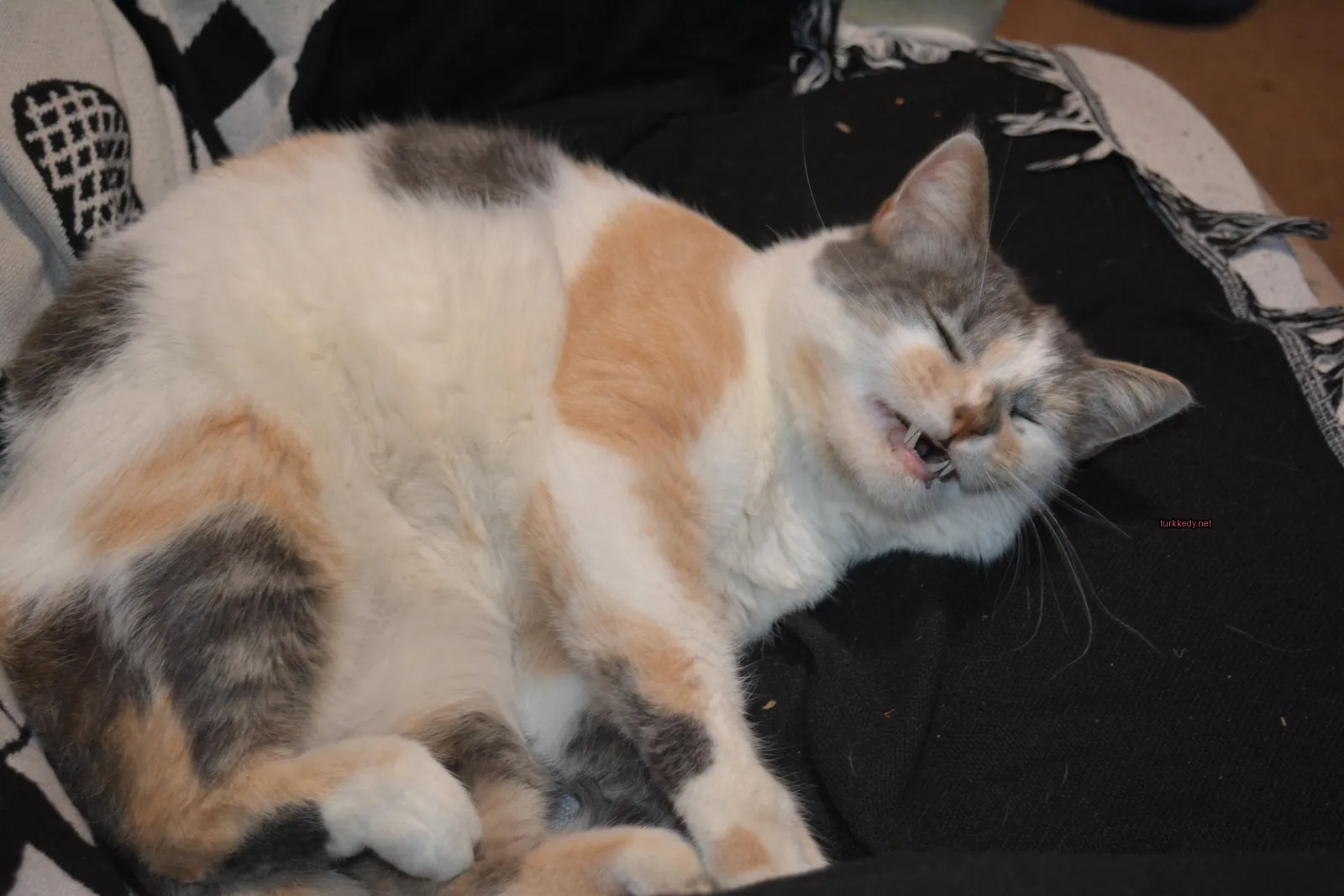 Kedi #3863
