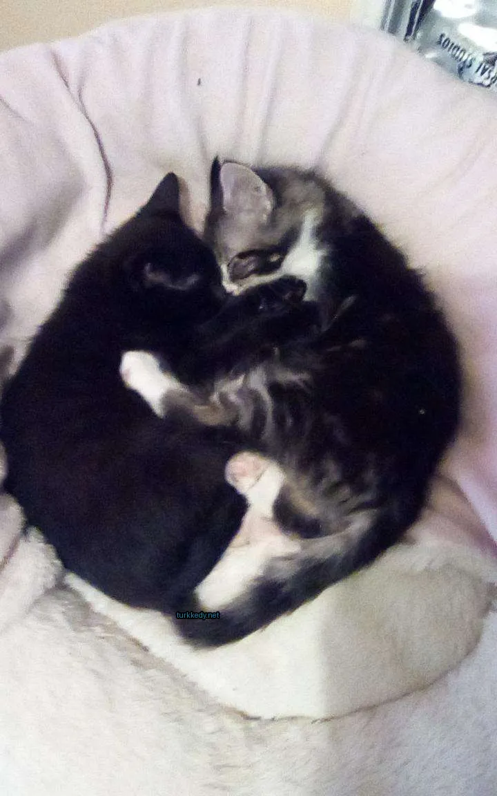 Kedi #3864