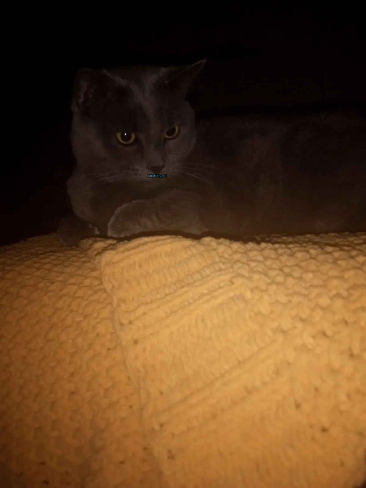Kedi #3865