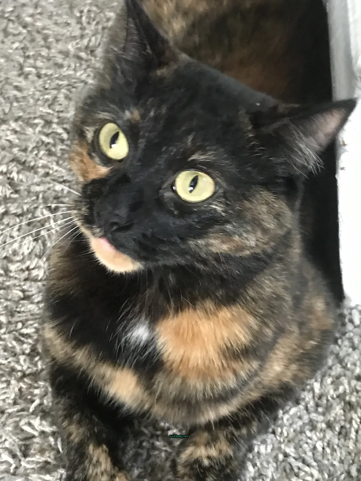 Kedi #3866