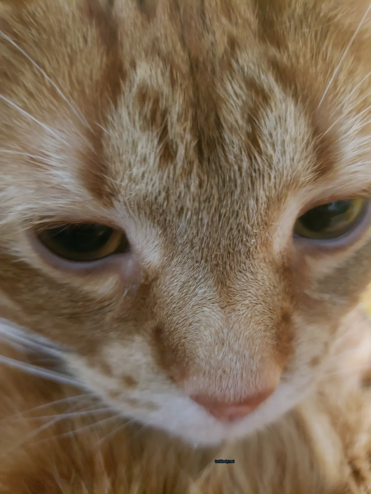 Kedi #3867