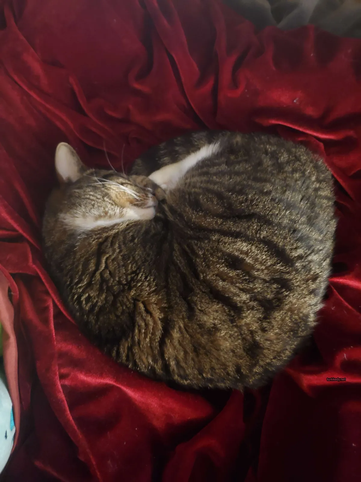 Kedi #3868