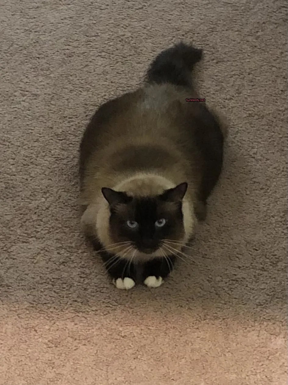 Kedi #3869
