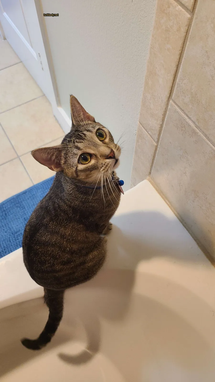 Kedi #3870
