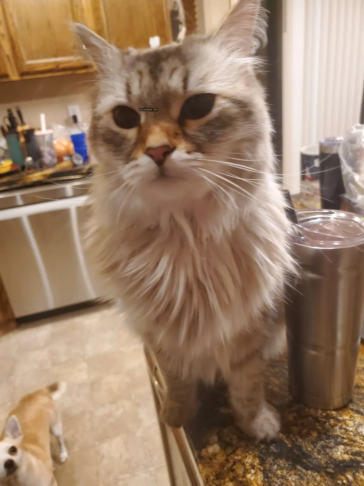 Kedi #3872