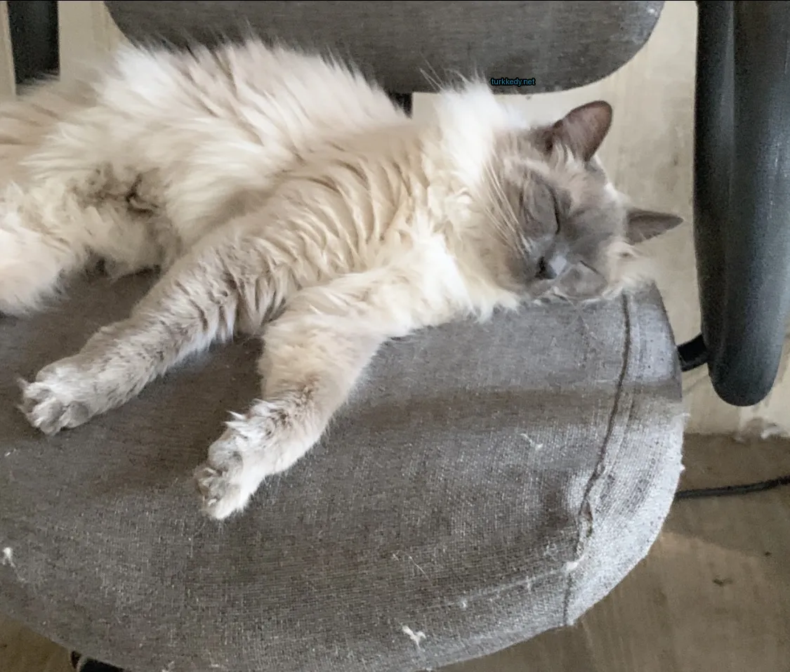 Kedi fotoğrafı #3871