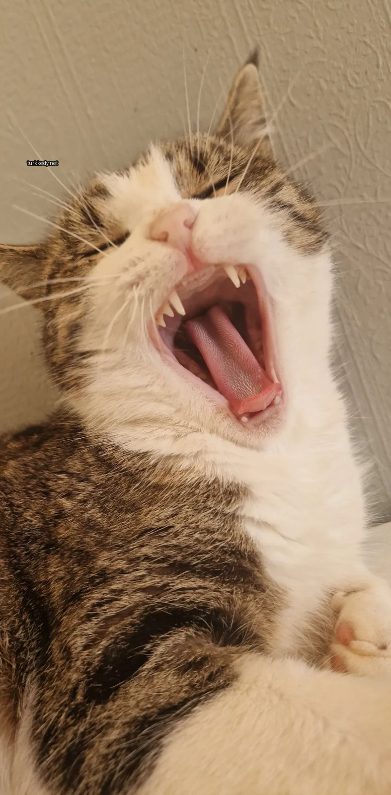 Kedi #3873