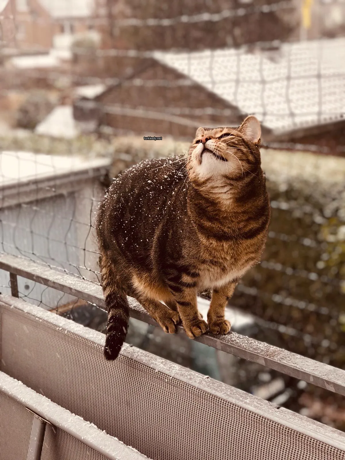 Kedi #3875