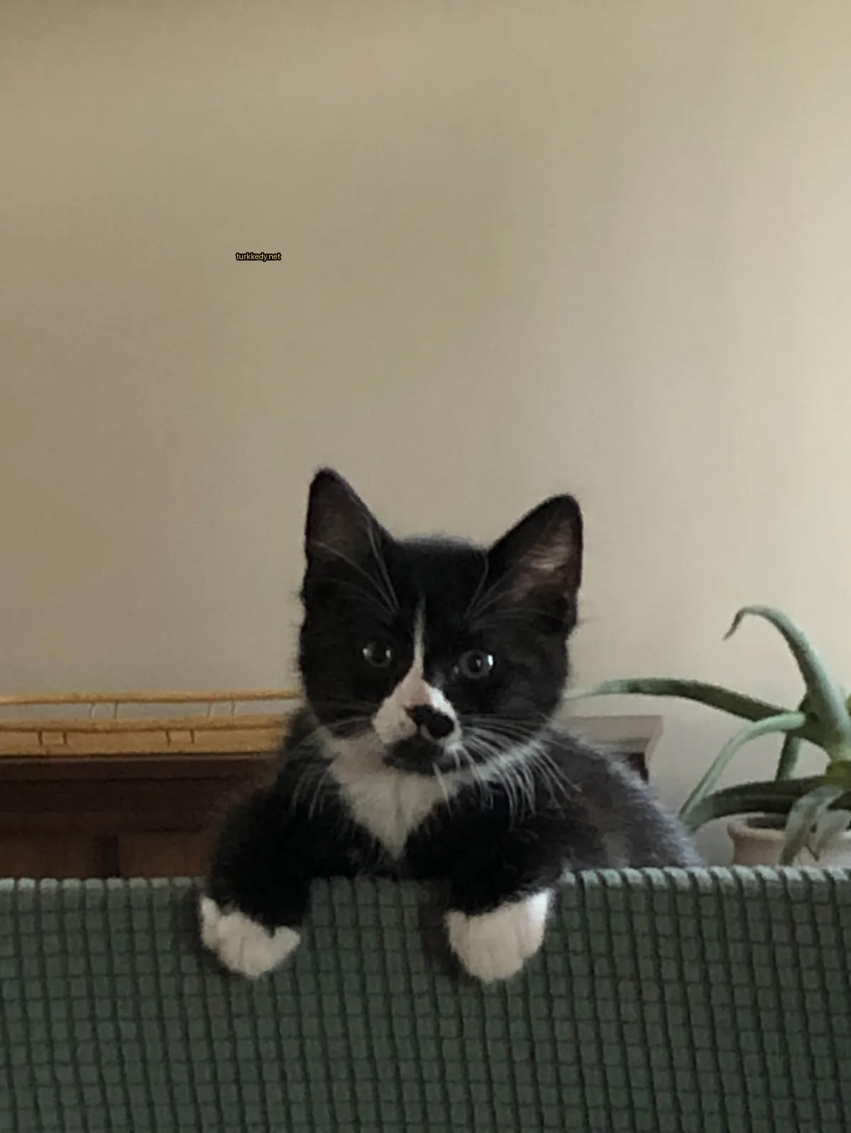 Kedi #3874