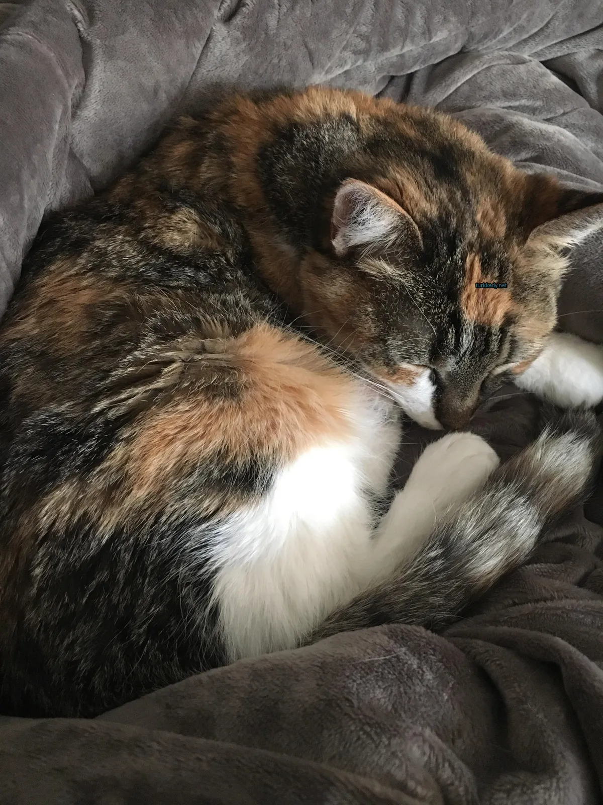 Kedi #3877