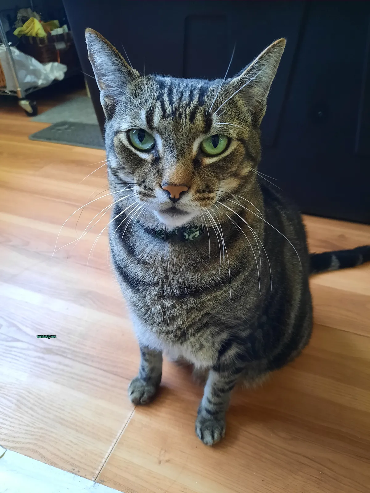 Kedi fotoğrafı #3878