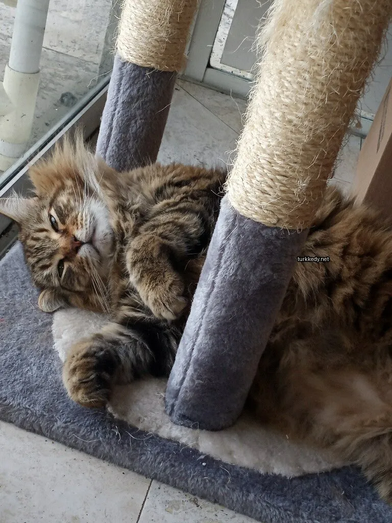 Kedi #3876