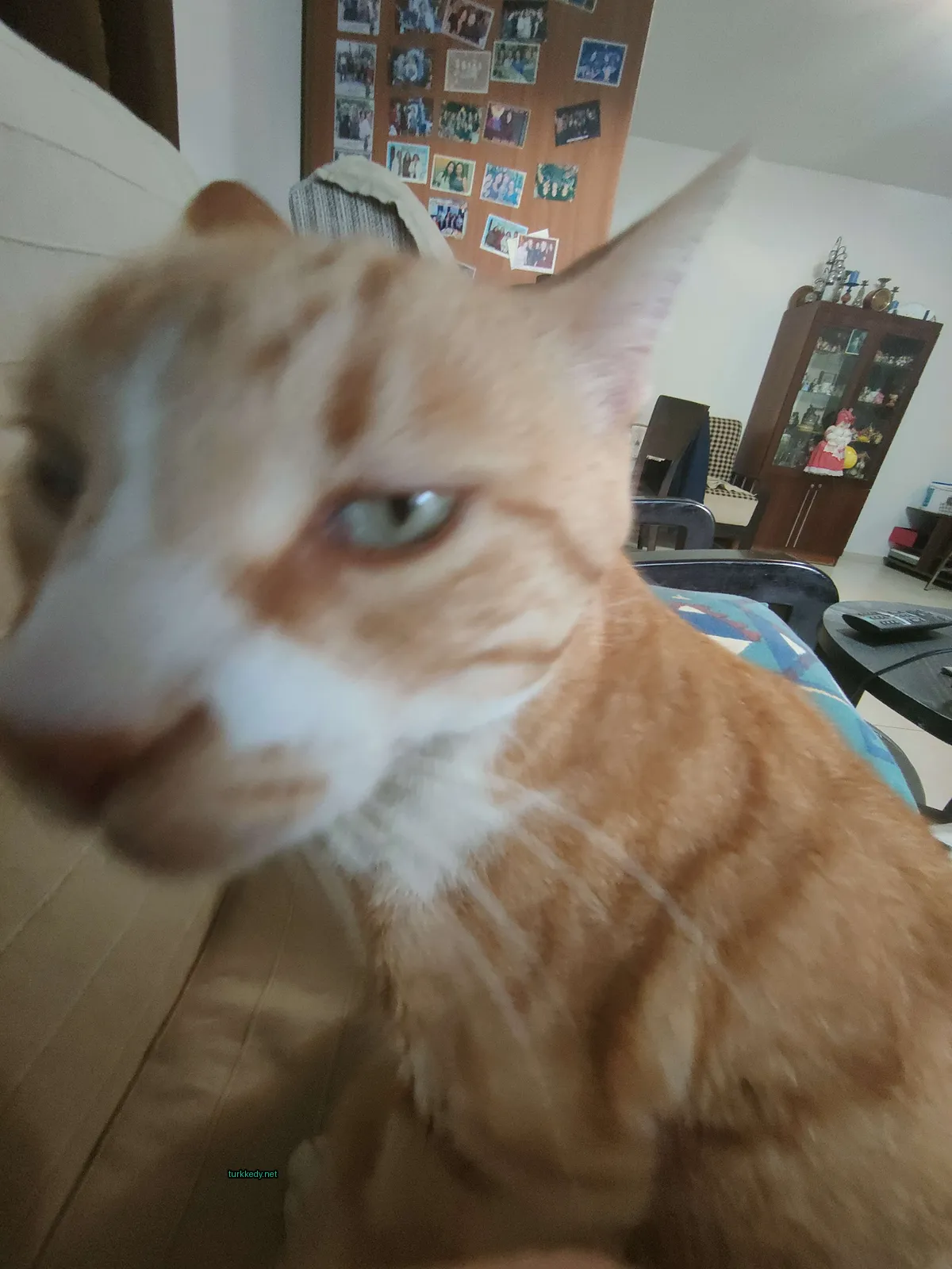 Kedi #3879