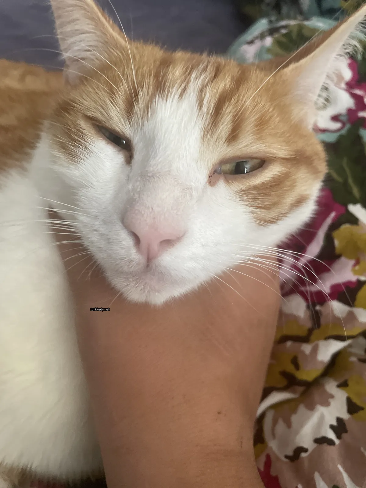Kedi #3880