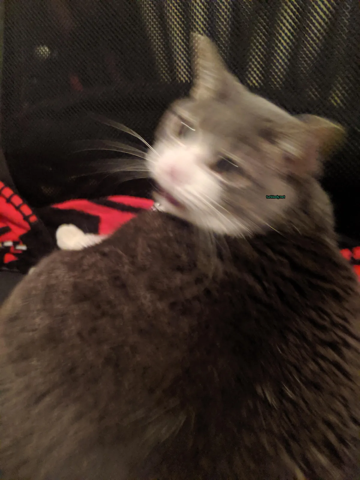 Kedi #3882