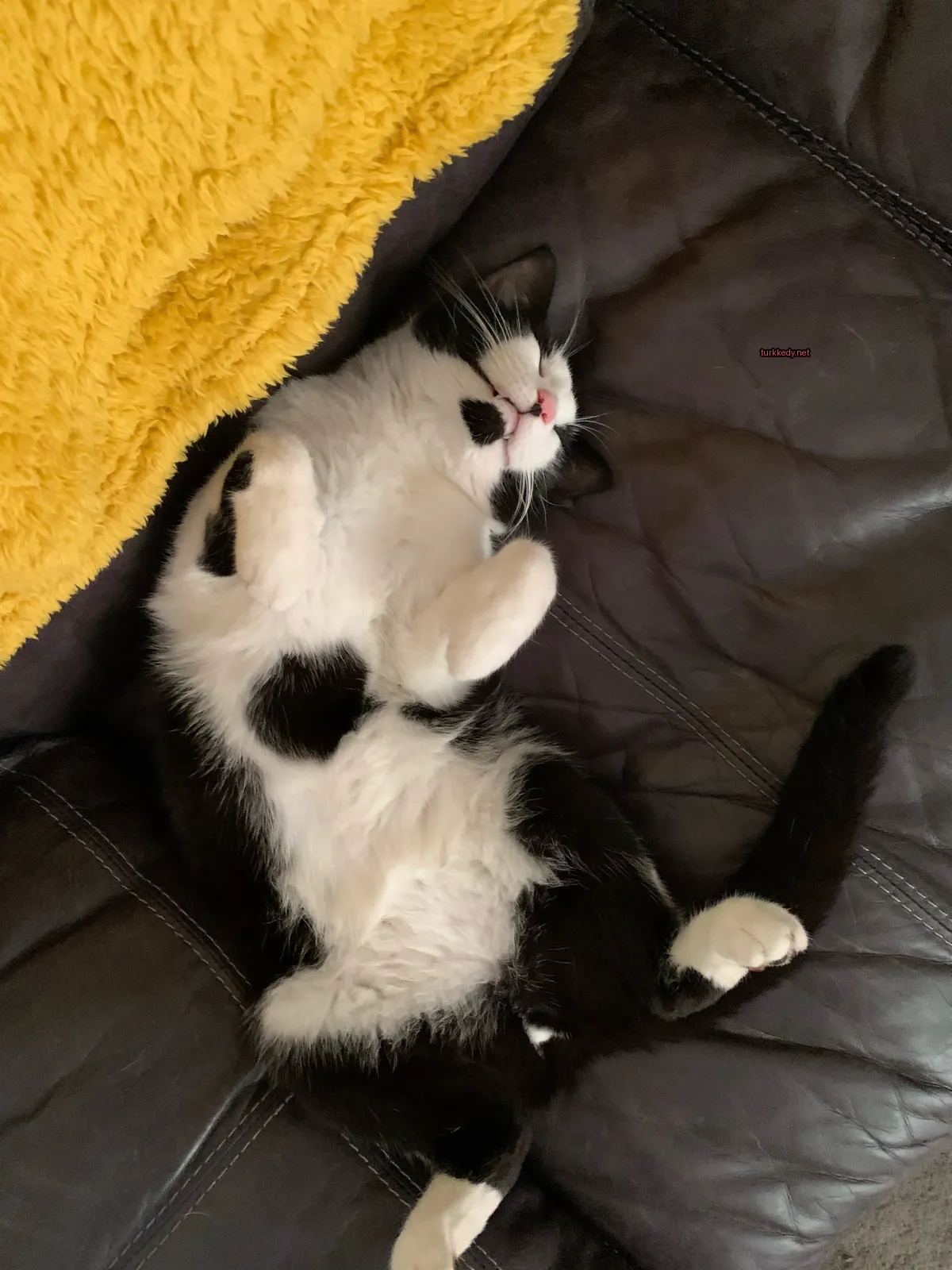 Kedi #3883