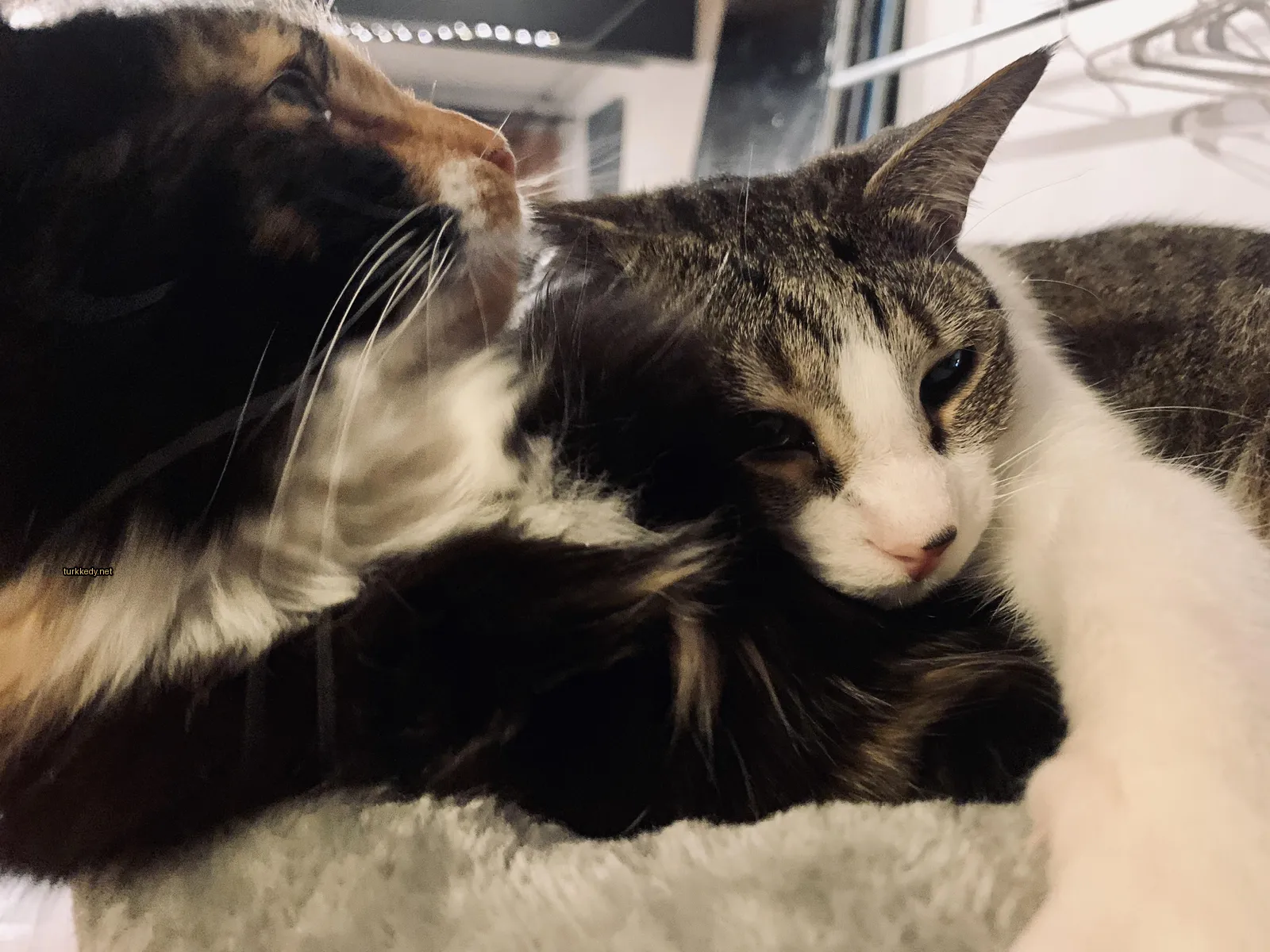 Kedi #3884