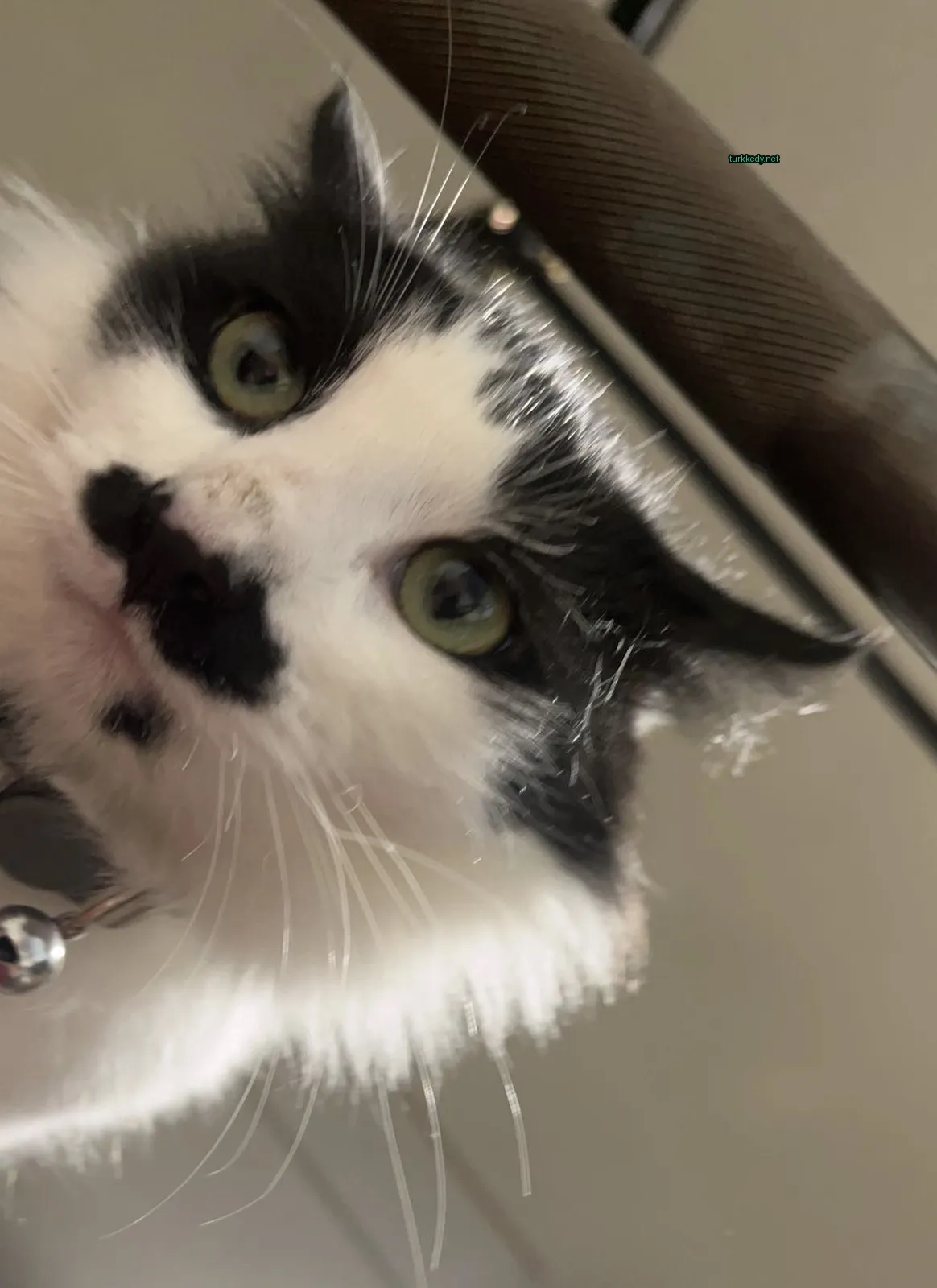 Kedi #3885