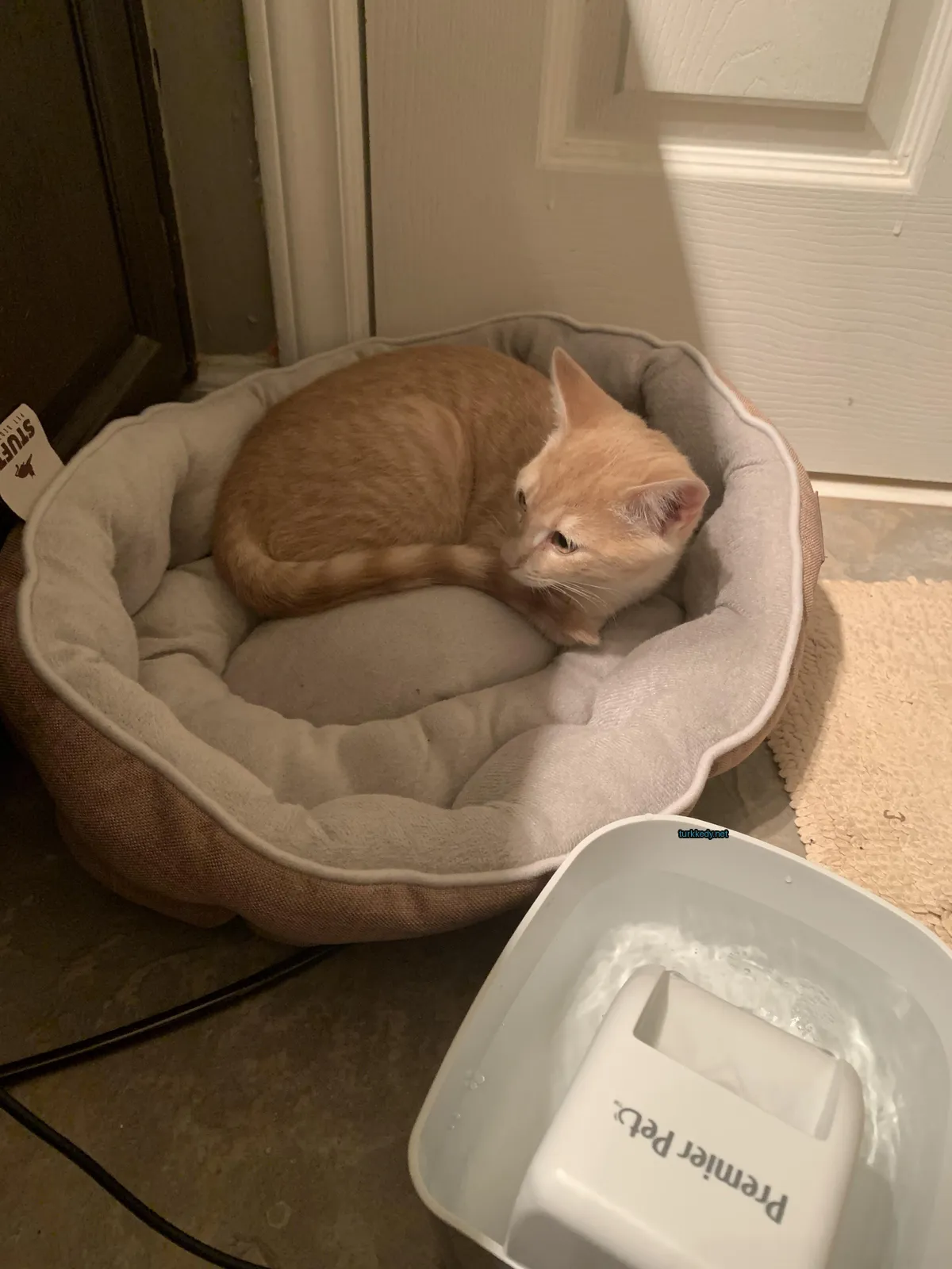 Kedi fotoğrafı #3887