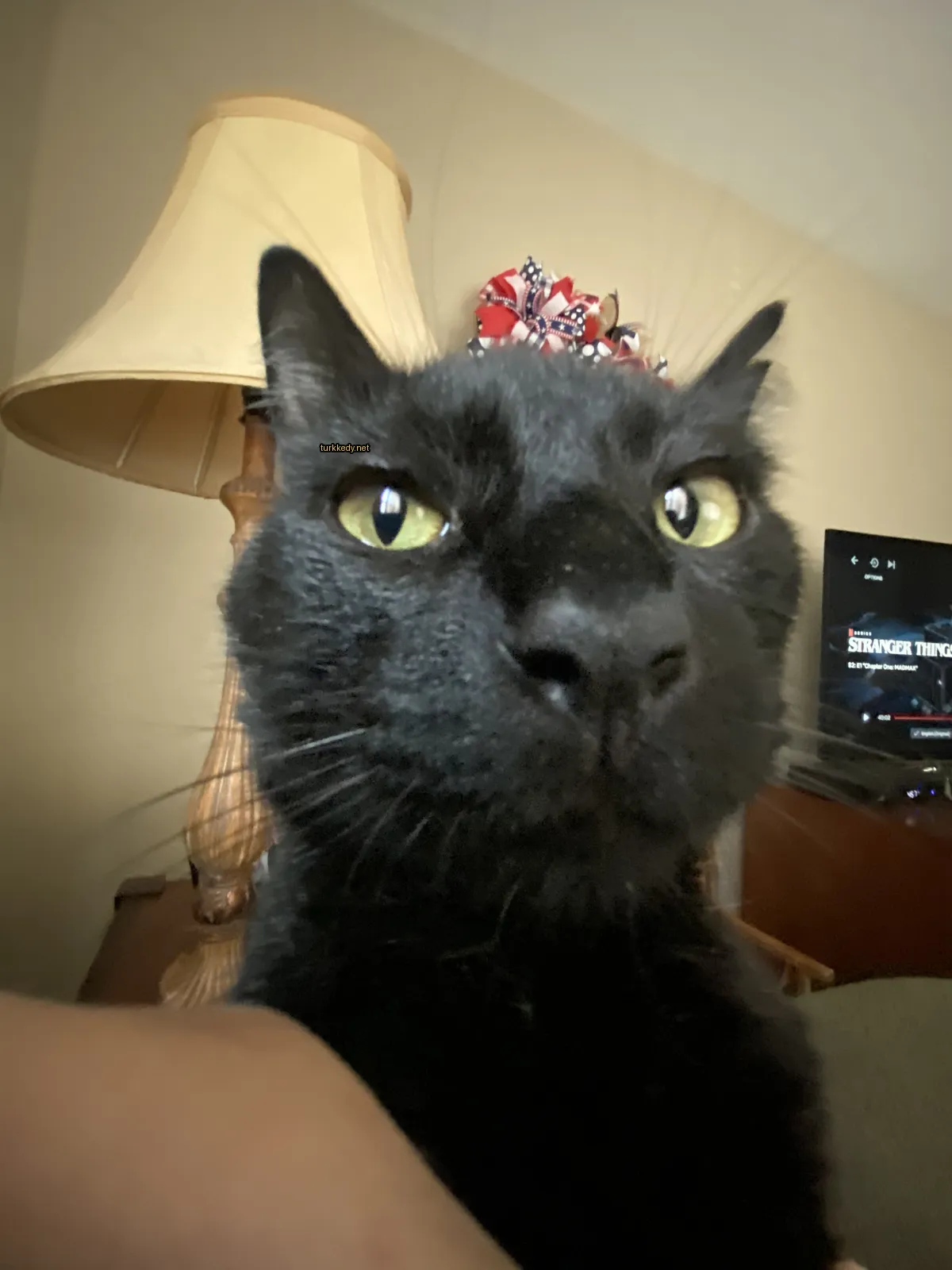 Kedi #3888