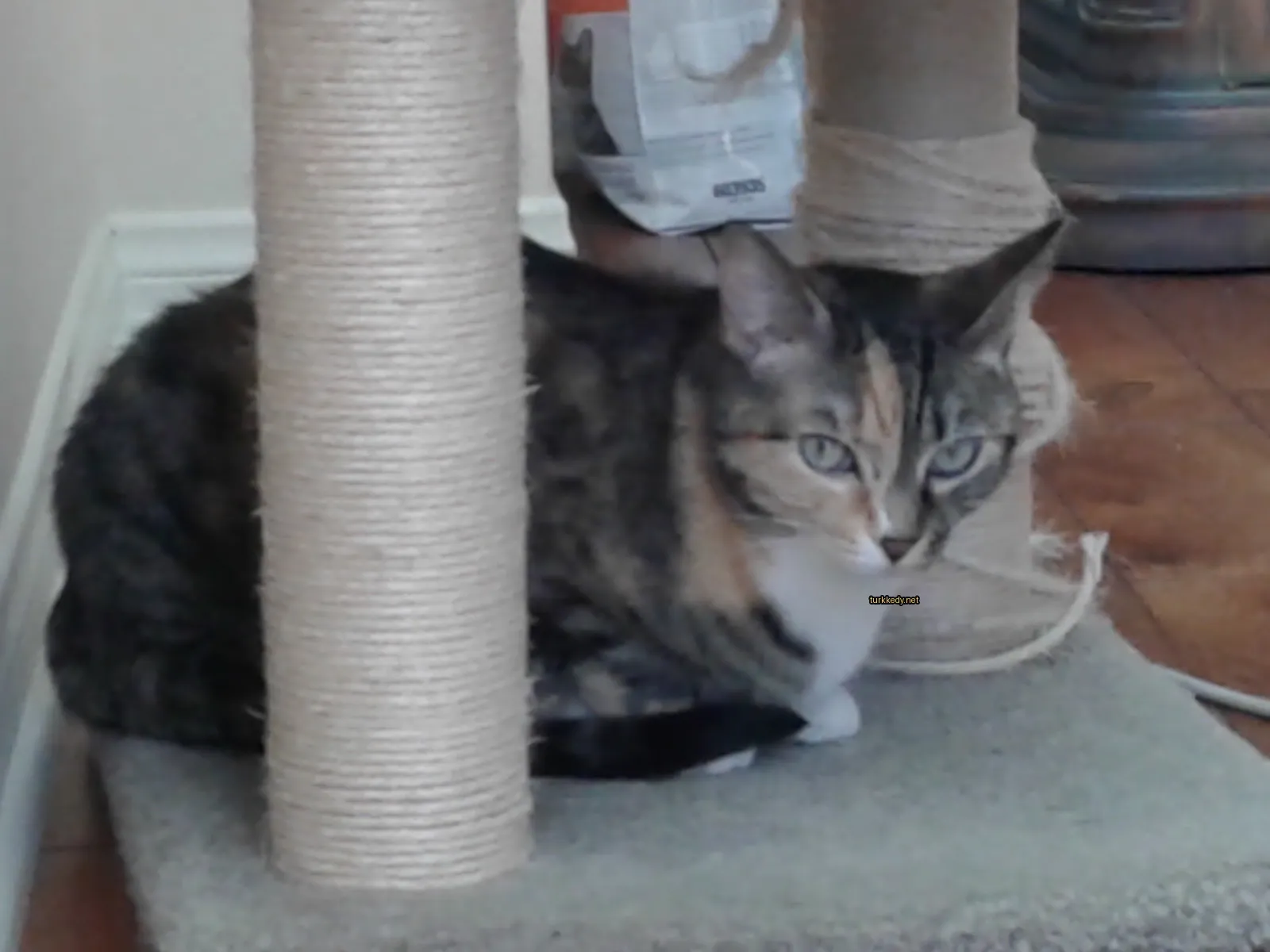 Kedi #3886