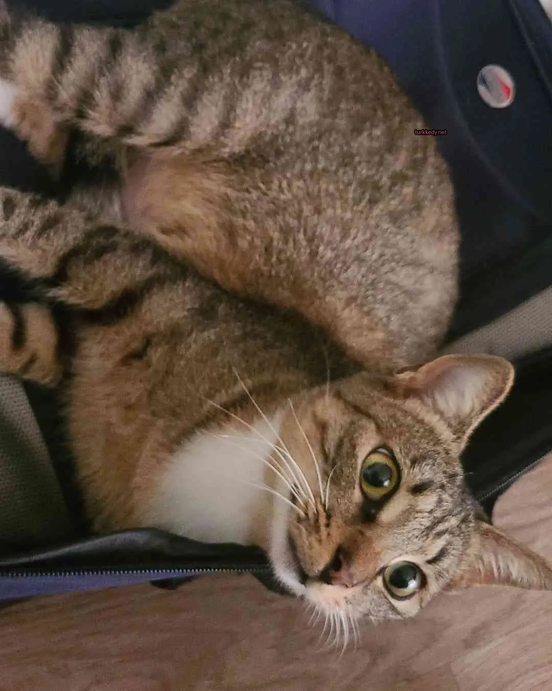 Kedi #3889