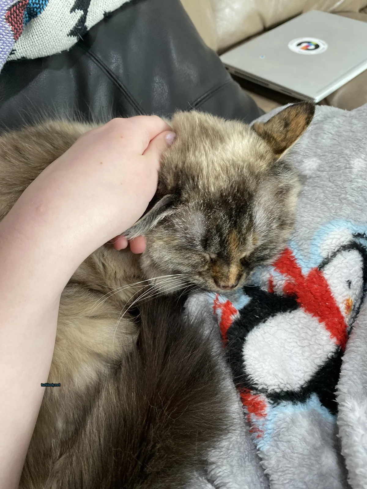 Kedi #3890