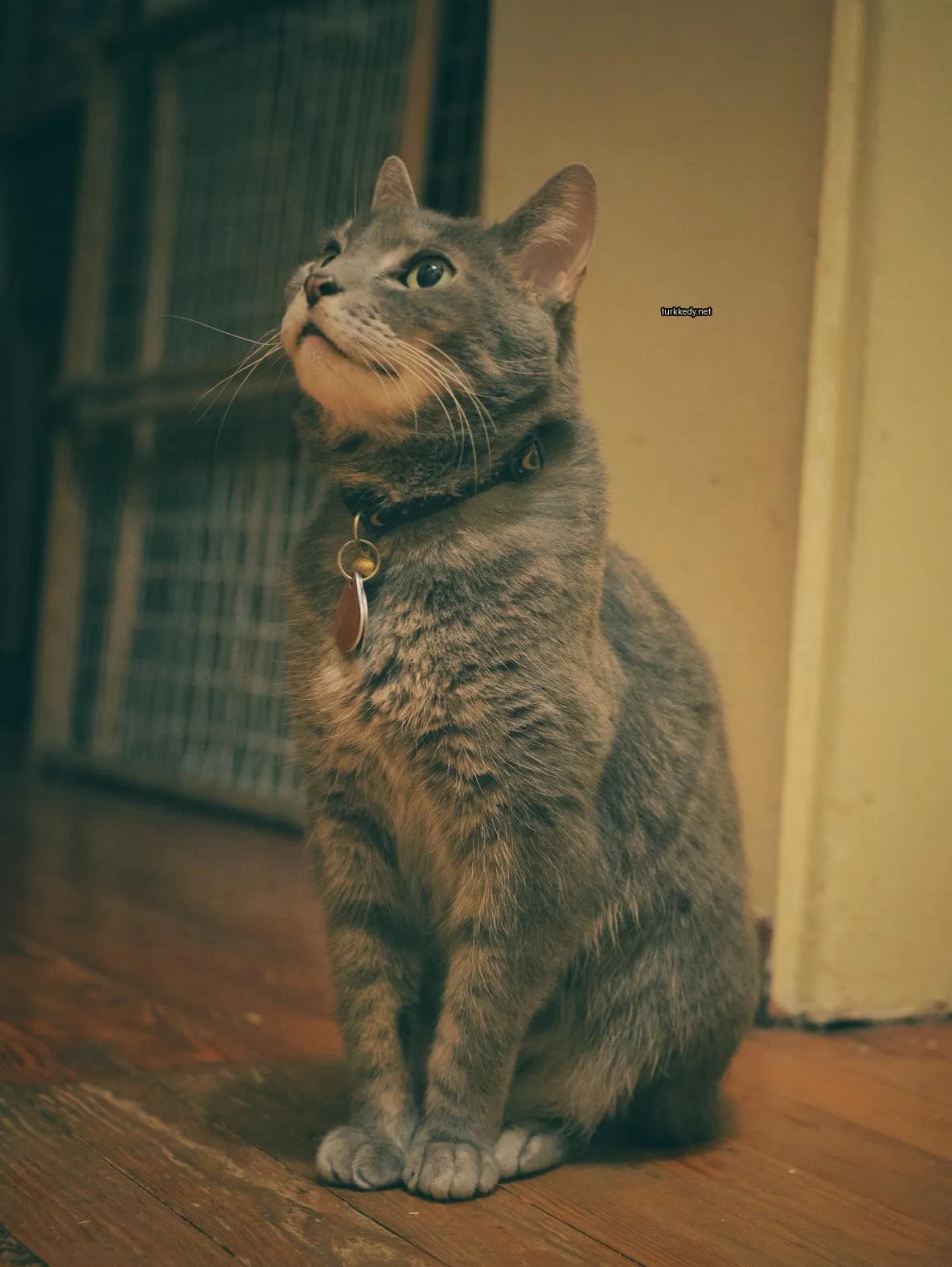 Kedi #3892