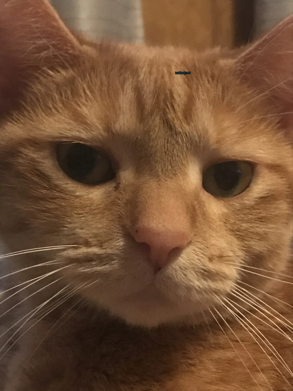 Kedi #3893