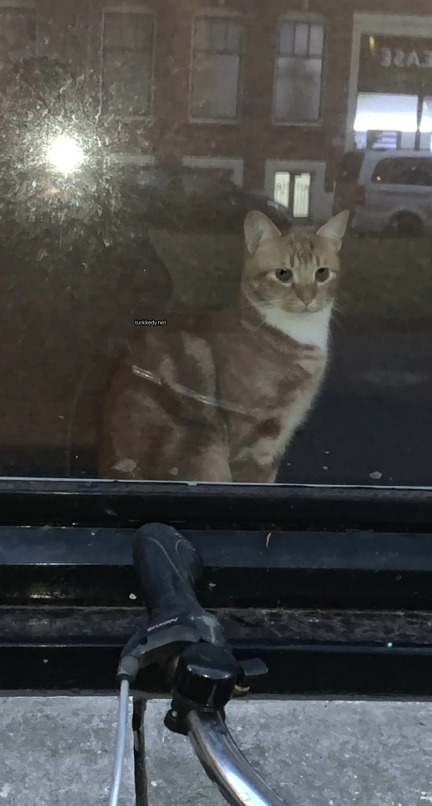 Kedi #3891