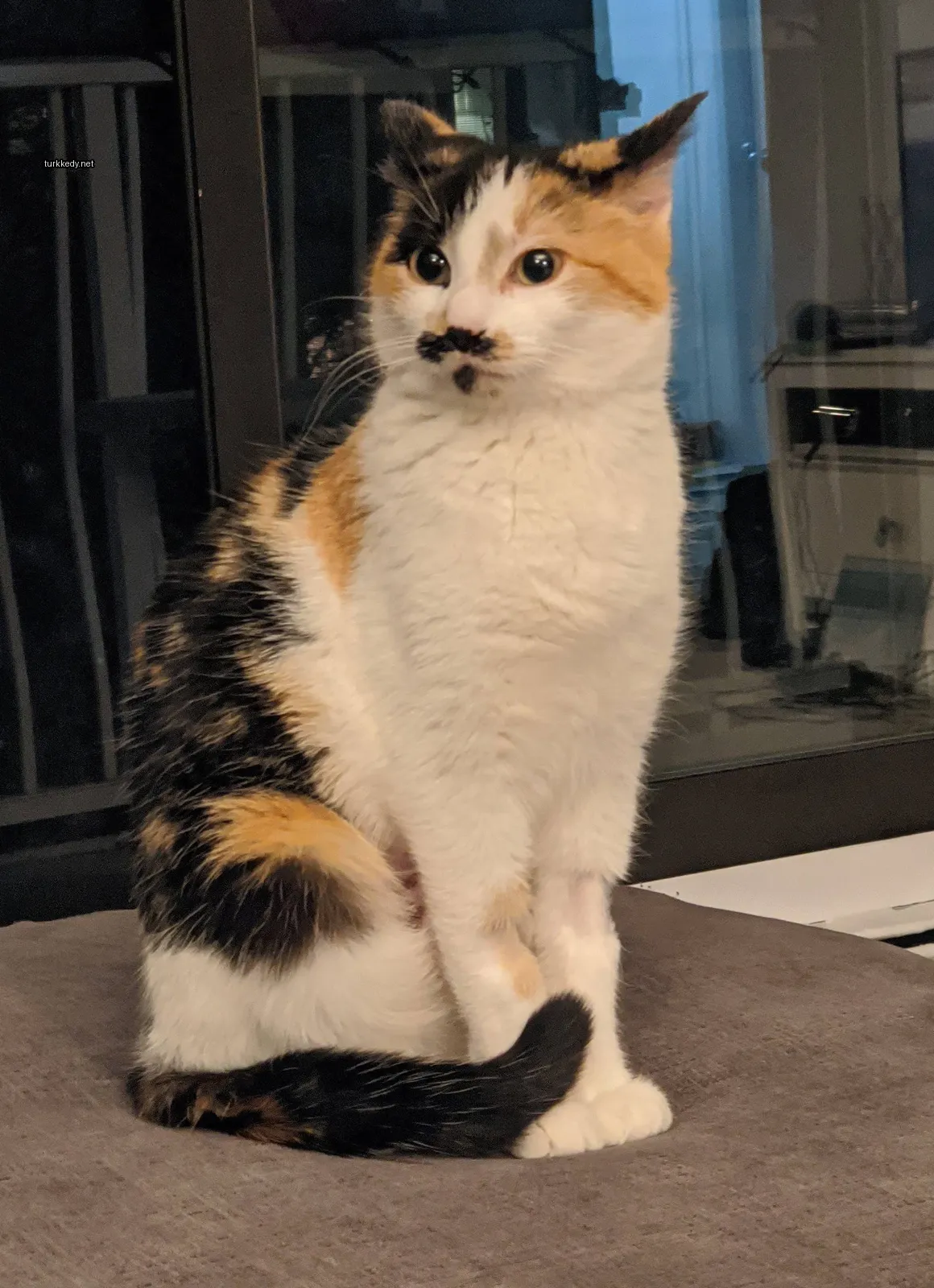 Kedi #3894