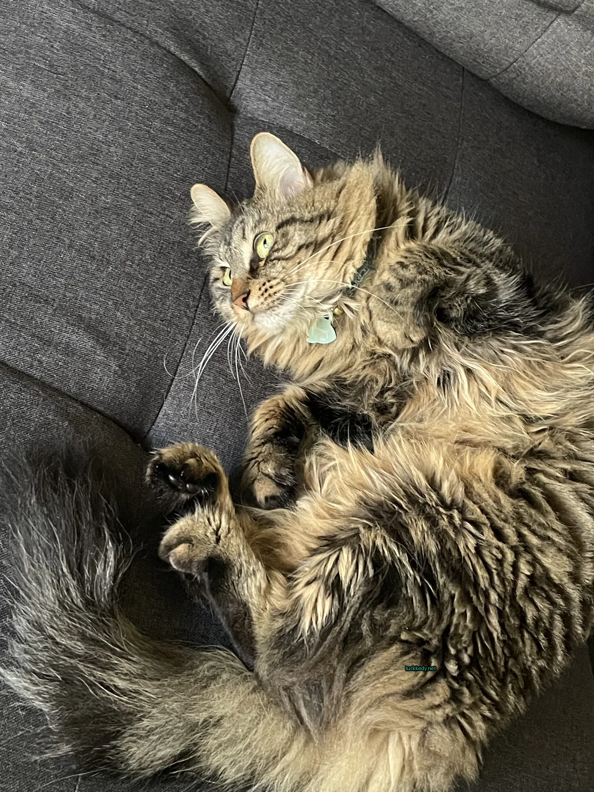 Kedi #3895