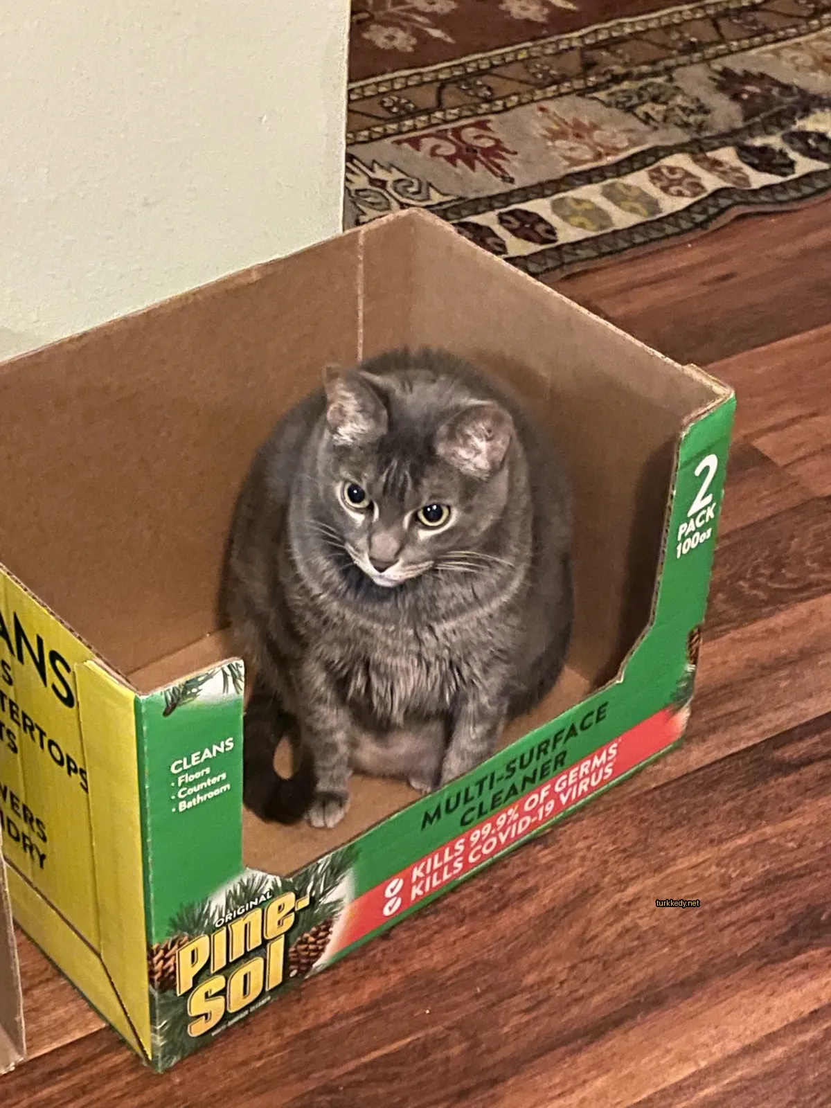 Kedi #3897