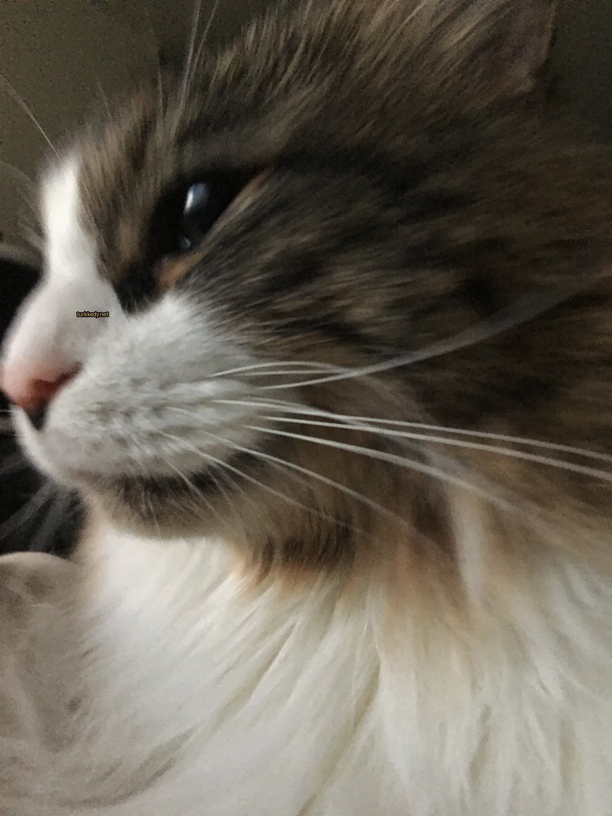 Kedi #3896