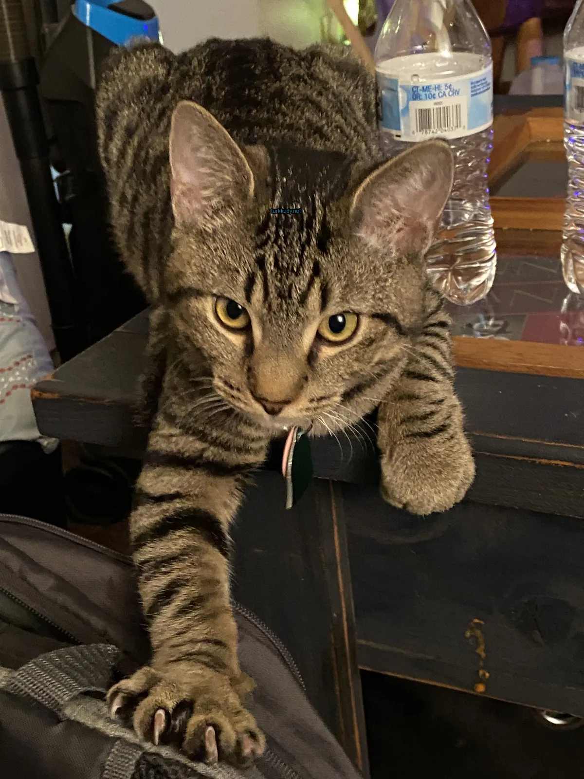 Kedi #3898
